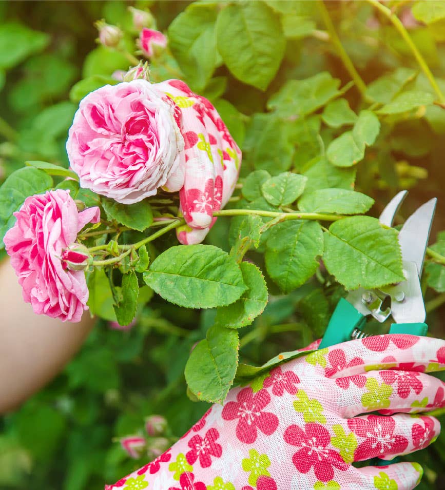 Rose Bush